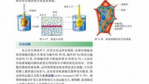 苏教版高一生物必修1（分子与细胞）电子课本主动运输(第47页)