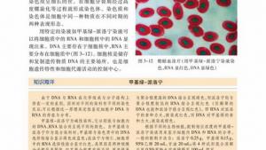 苏教版高一生物必修1（分子与细胞）电子课本细胞核(第41页)