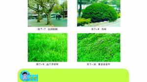 苏教版七年级生物上册(旧版)电子课本-苏教版初一生物上册(旧版)电子课本第三节 绿化，我们共同行动(第110页)