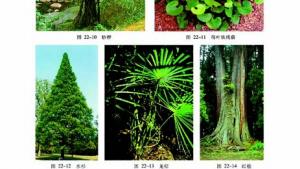 苏教版八年级生物下册(旧版)电子课本-苏教版初二生物下册(旧版)电子课本第二节 五彩缤纷的植物世界(第31页)