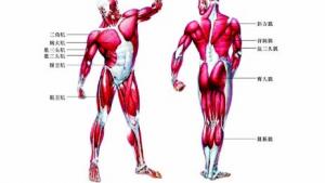 苏教版八年级生物上册(旧版)电子课本-苏教版初二生物上册(旧版)电子课本第二节 动物运动的能量来源(第58页)