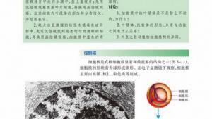 苏教版高一生物必修1（分子与细胞）电子课本细胞核(第40页)