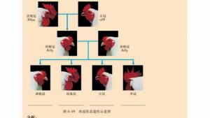 苏教版高一生物必修2（遗传与进化）电子课本基因重组(第79页)