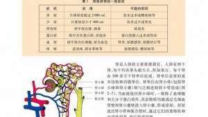 苏教版高二生物必修3（稳定与环境）电子课本水和无机盐的调节(第16页)