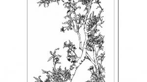 苏教版八年级语文下册电子课本,苏教版初二语文下册电子课本三 *石榴(第11页)