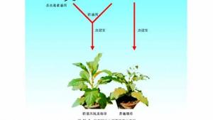 苏教版八年级生物下册(旧版)电子课本-苏教版初二生物下册(旧版)电子课本第一节 现代生物技术的应用(第12页)