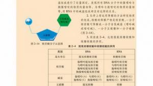 苏教版高一生物必修1（分子与细胞）电子课本核酸的结构和功能(第22页)