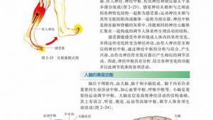 苏教版高二生物必修3（稳定与环境）电子课本人脑的高级功能(第30页)