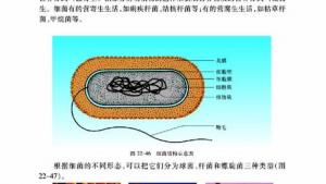 苏教版八年级生物下册(旧版)电子课本-苏教版初二生物下册(旧版)电子课本第四节 神奇的微生物(第47页)